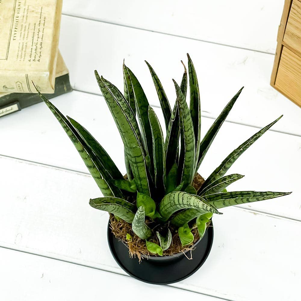 Amazon.co.jp: PLANCHU 観葉植物 サンセベリア レディチャーム ミカド 
