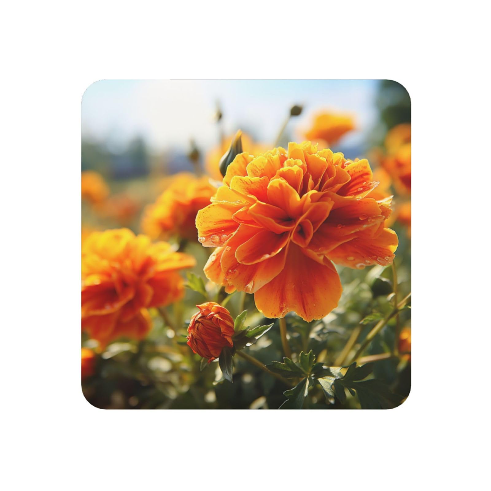 Fodpand Square Marigold Flower Autumn Flowers Fridge Magnets, Strong Small Refrigerator Magnets Decorative Magnets For Kitchen Fridge Office Locker - Funny Magnetic Stickers Birthday Gifts