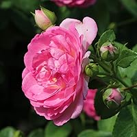 Vista 2 de Heirloom Roses Planta de rosas - Arborose® Jasmina Pink Rose Bush, rosas trepadoras planta viva para plantar al aire libre