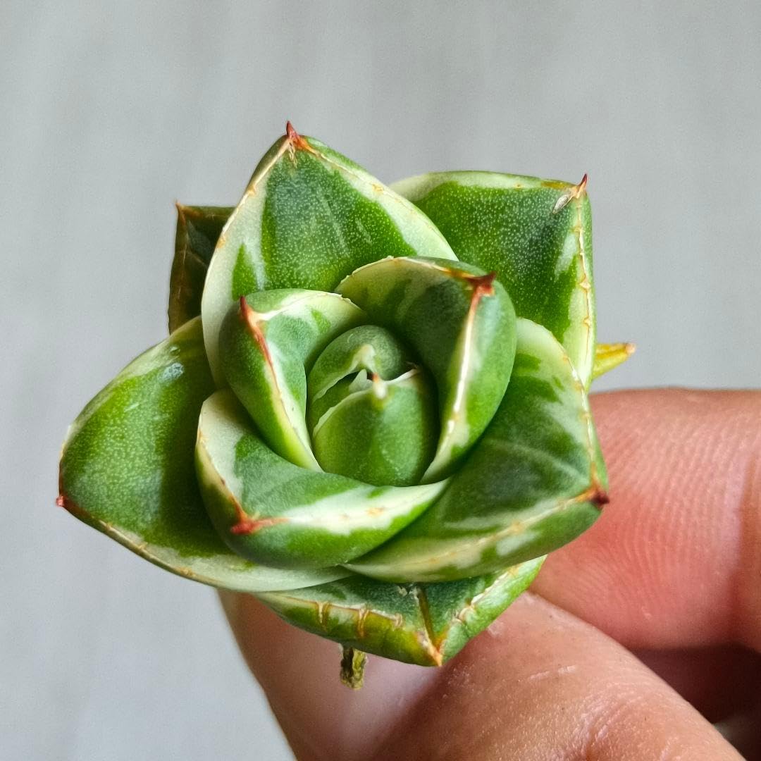 Amazon｜A362 多肉植物 アガベ ピンキー 王妃笹の雪A型 白覆輪斑 精選