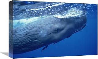 12 x 18 in. Sperm Whale Adult with Attached Remoras Skimming Ocean Surface, Dominica Art Print - Flip Nicklin