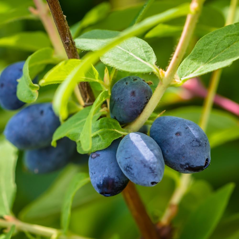 Live Honeyberry Plant, 4 to 6 Inch Tall Sweet Blue Honeyberry Starter Plant for Outdoor Garden, Honeyberry Haskap Plants Bare Root, Honeyberry Bush Live Plant, Haskap Berry Plant