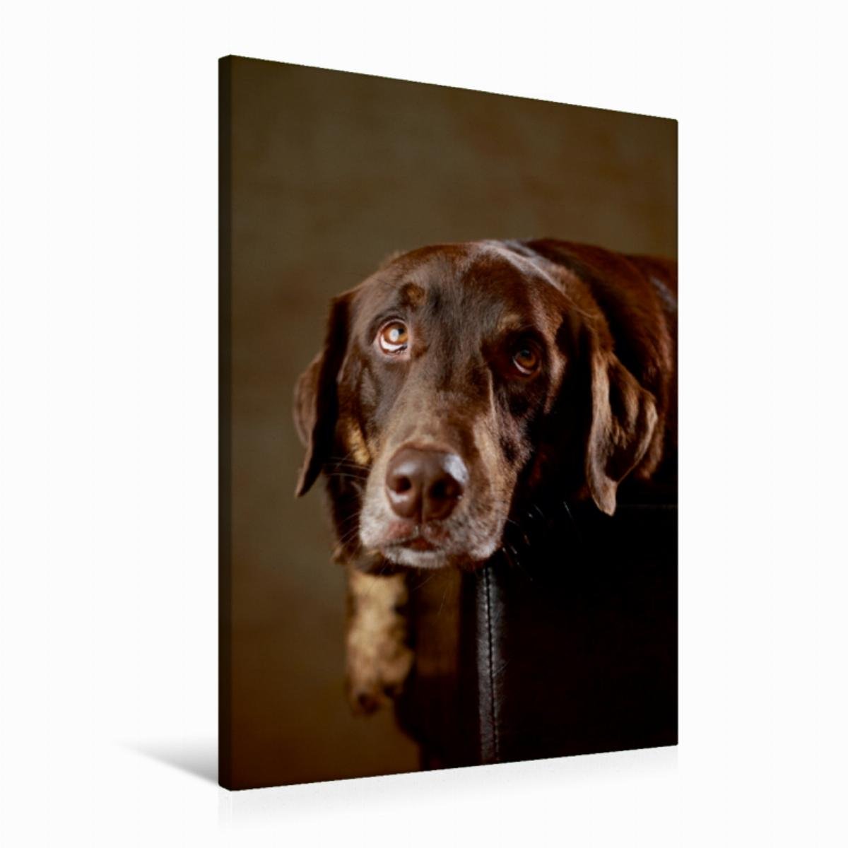 CALVENDO Simba - Labrador x Rottweiler-Mix, 4 Jahre