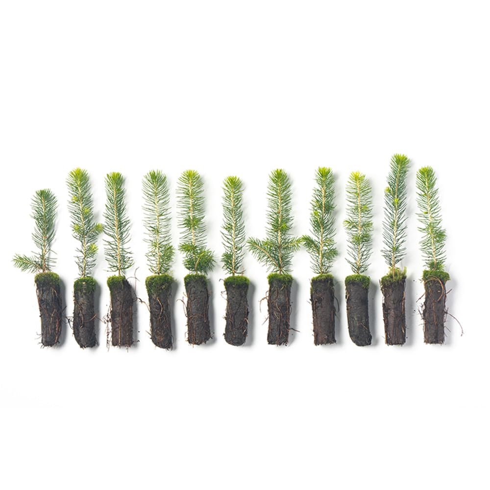 Norway Spruce 10-Pack Plugs