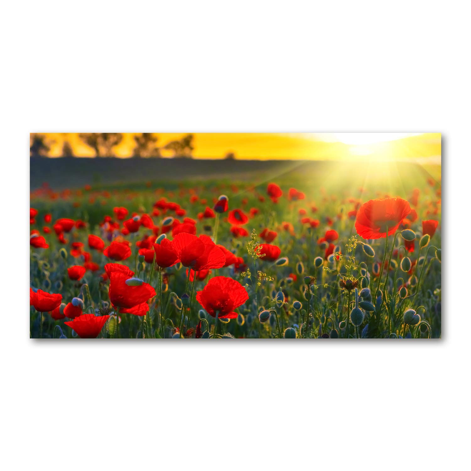 Panneau De Crédence Cuisine Tulup Verre - 120x60 Cm - Champ De Coquelicots