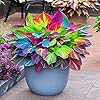 Hosta Seeds, 150 Pieces Perennial Ornamental Leaf Plant for Home Gardens, Outdoor Decoration #1