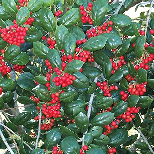 Dwarf Burford Holly | 1 Live Quart Size Plant | Ilex Burfordi Evergreen Hedge Red Berries Shrub Tree #TOP4