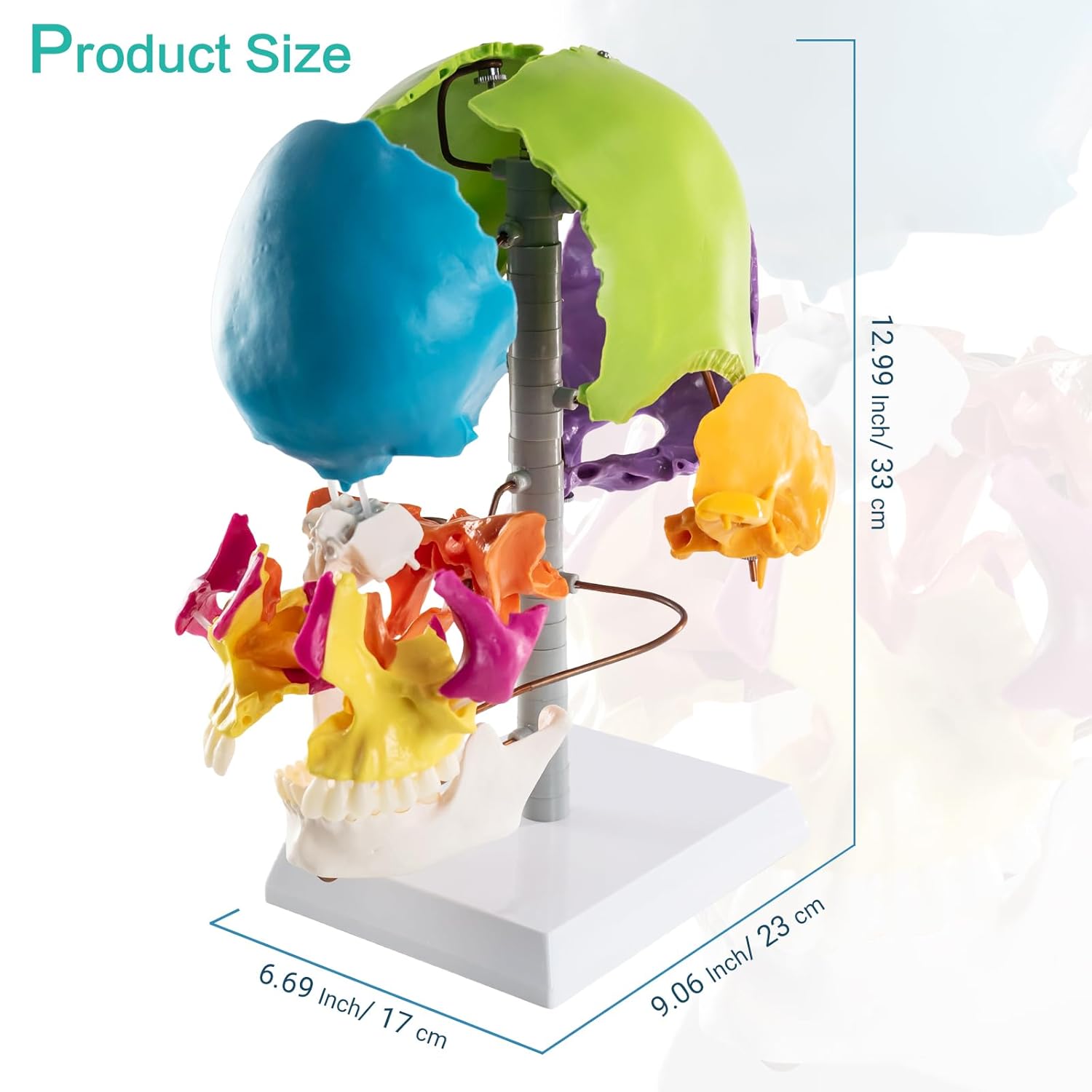 MediTrain 22-Piece Color-Coded Exploded Human Skull Model - Life Sized 8-Color Explosion Skull Anatomy, Medical Teaching Model for Doctors and Students