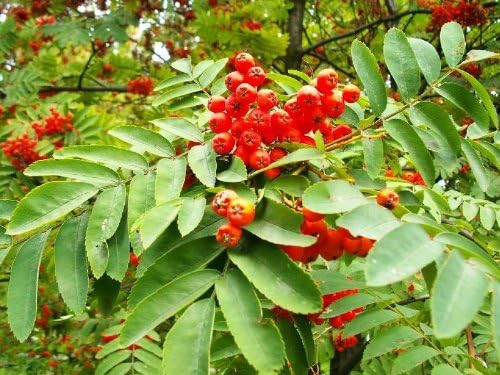 Miniatura 7 de 20 ASH Tree MountainAmurRowan - Sorbus Aucuparia SeedsComb SH by Seedville