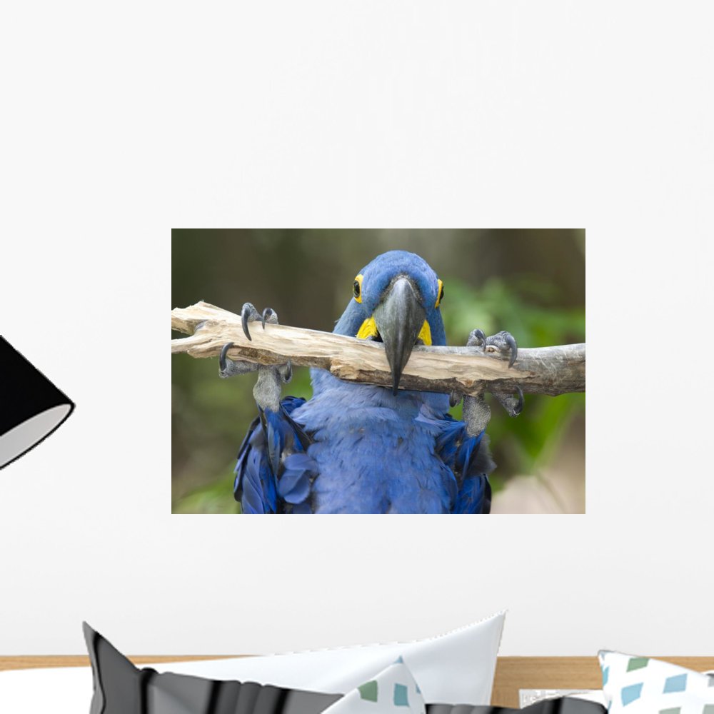 Wallmonkeys Hyacinth Macaw Playing in Tree Pantanal Brazil Wall Decal Peel and Stick Graphic WM262843 (18 in W x 12 in H)