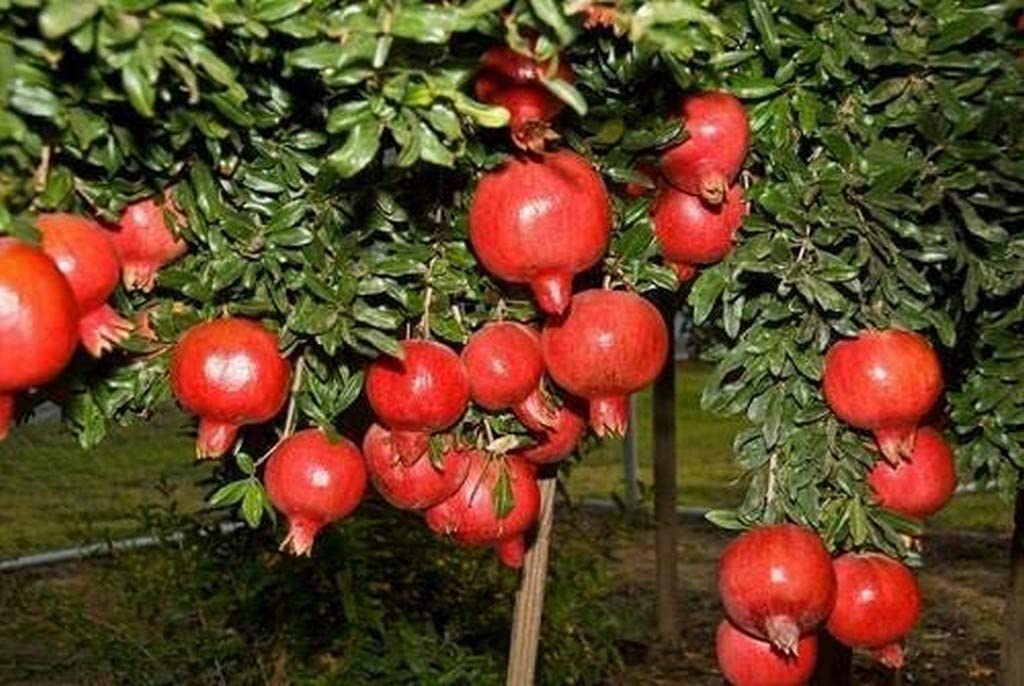 Live Bonsai Dwarf Pomegranate Afghan variety Outdoor Plant (B0BBSPR52H) Amazon Price History, Amazon Price Tracker