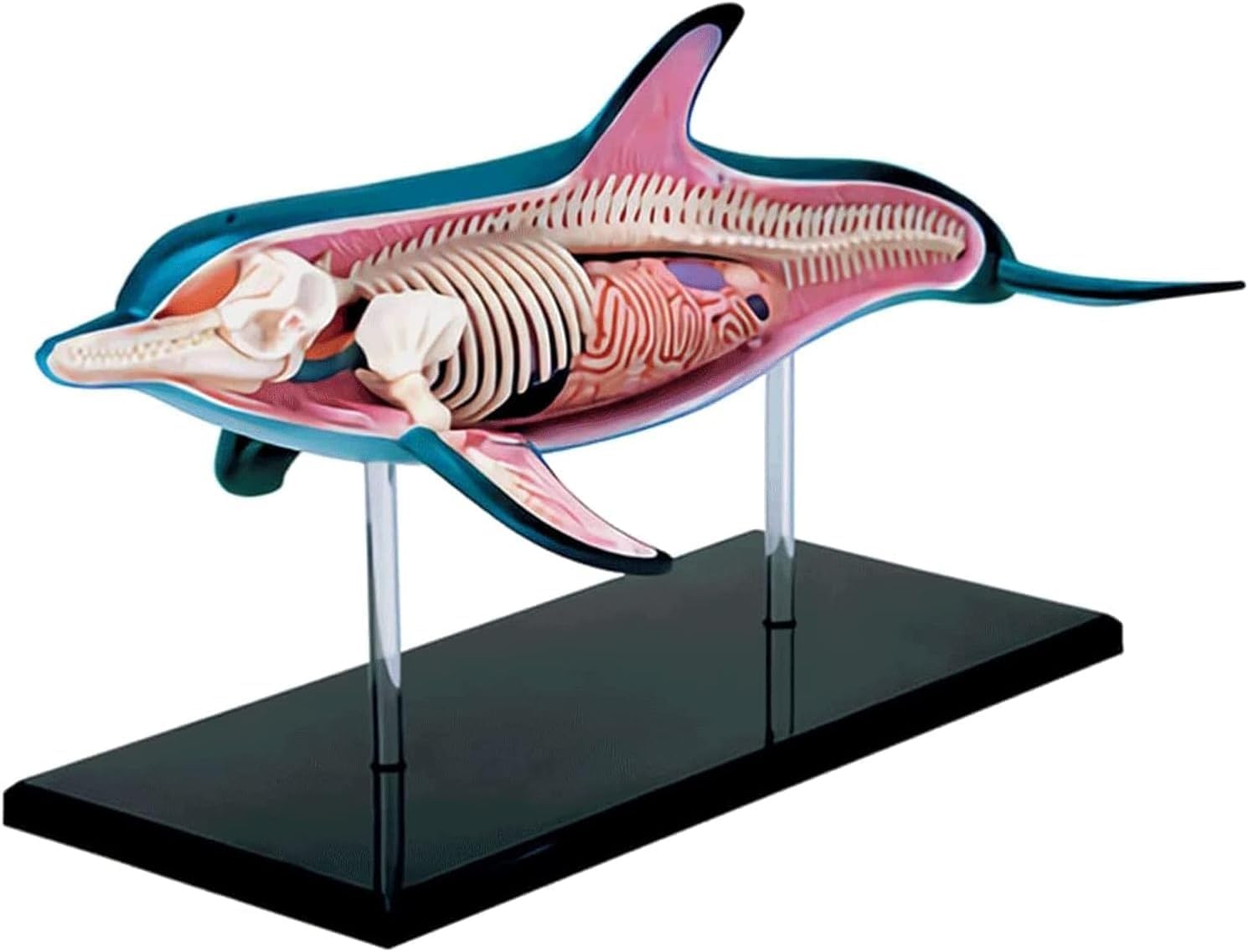Dolphin Internal Organs Anatomical Model, Detachable 18 Parts Anatomy Model Animal Education Model Blue Animal Organs Model for Study Display Teaching Mode,Lab Equipment.