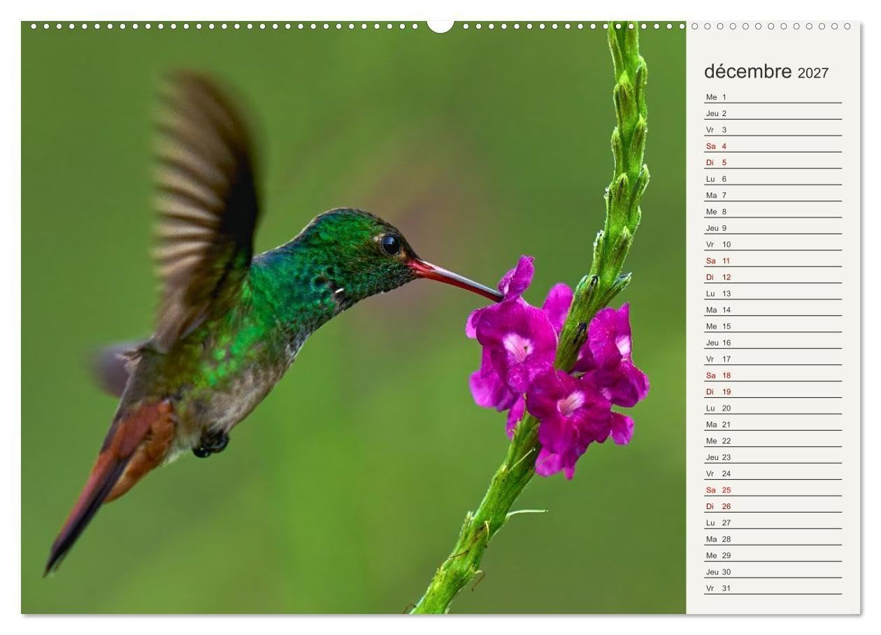 Colibris - éclats de nature (Calendrier mural 2027 DIN A2 vertical), CALVENDO calendrier mensuel: Joyaux de la forêt tropicale