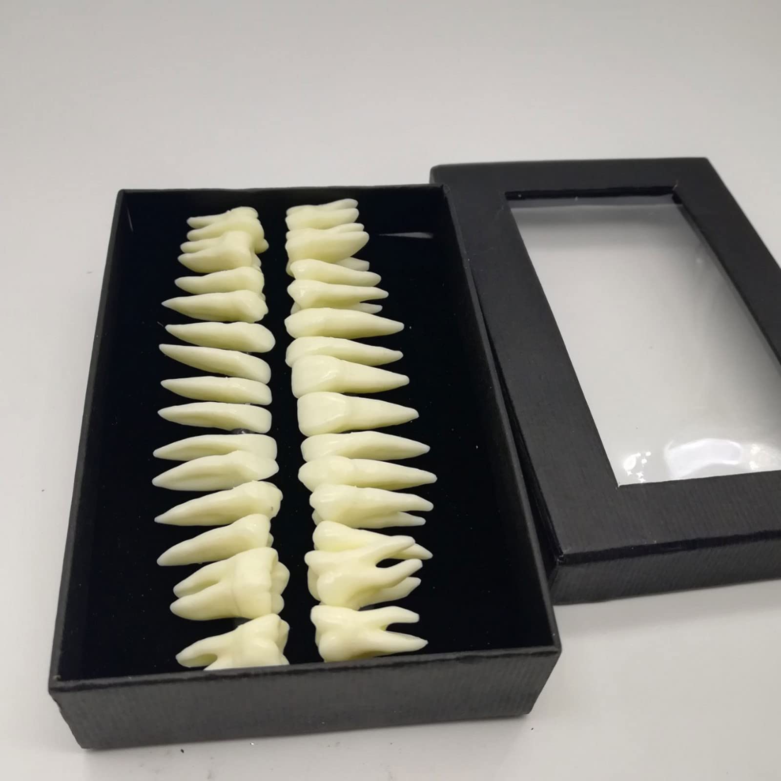 Xiaoxu 28 Pezzi 1:1 Dimostrazione Dentale Denti permanenti Modello didattico Studio Implantologia Dentale Prodotto per la Pratica odontoiatrica