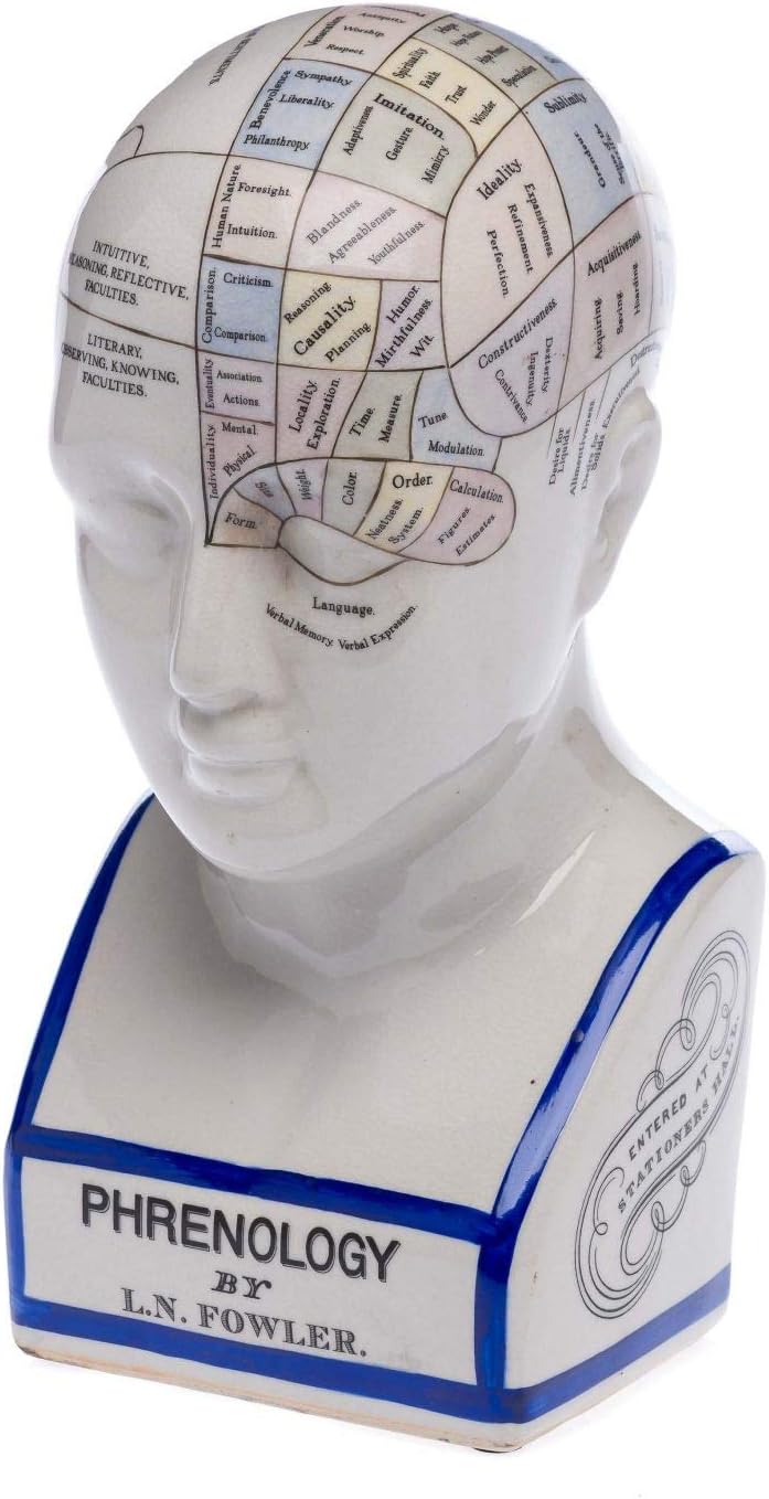 Phrenologie Kopf Büste 30 Cm | Anatomie Dekoration Aus Porzellan