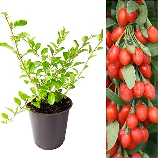 Goji Berry Plant Lycium Berry Plant 20-25cm in Height - Fruit Bush for The Garden
