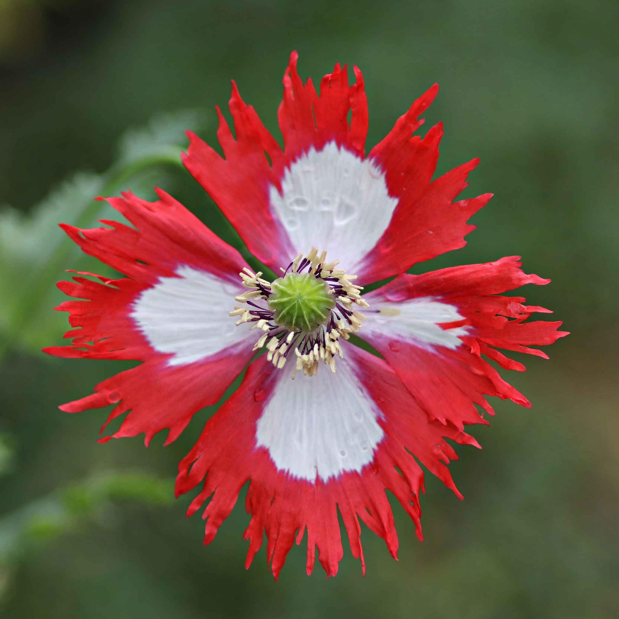 Eden Brothers Poppy Seeds Danish Flag