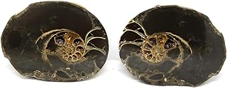 Ammonite Hoploscaphites Split Polished Fossil Montana 100 MYO w/Label #16284 14o