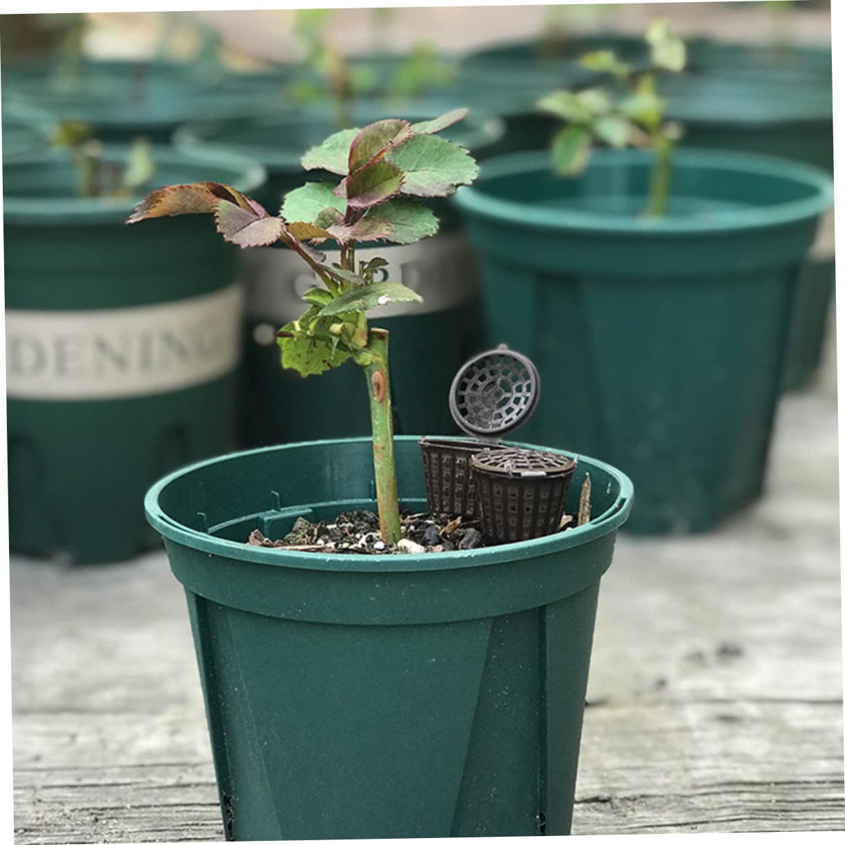 POPETPOP 120pièces Boîte De Fertilisation Pour Bonsai Conteneur Pratique Pour Nutriments De Plantes Accessoire De Jardinage Réutilisable