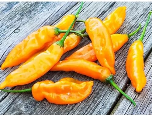 Semi di peperone arancione 80 pezzi