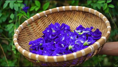 200 Butterfly Pea Flower Seeds - Local Us, Blue Butterfly Pea Vine Seeds, Organic, Non Gmo Seeds, (Clitoria Ternatea) Asian Pigeonwings -Tropical Vine Plant Seeds- Edible Flower Seeds #TOP2