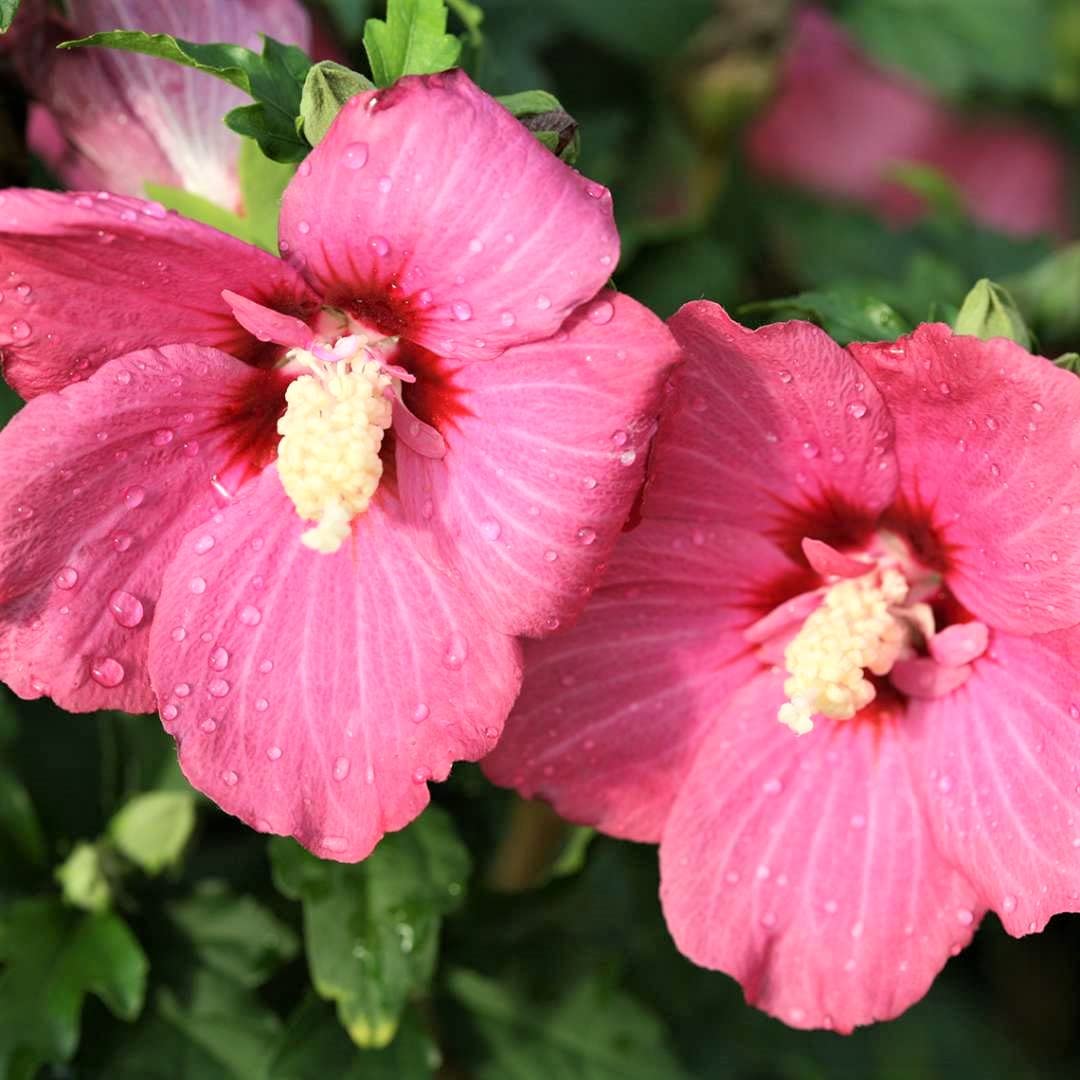 Red Hibiscus Syriacus Starter Plant