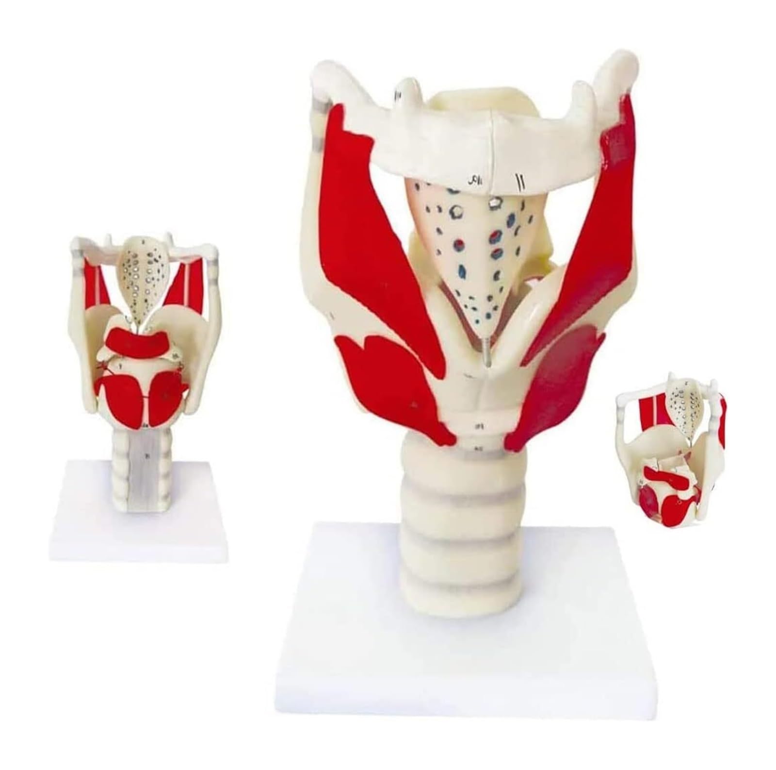 Modelo anatómico de laringe humana profesional para material didáctico y exposición de ciencias