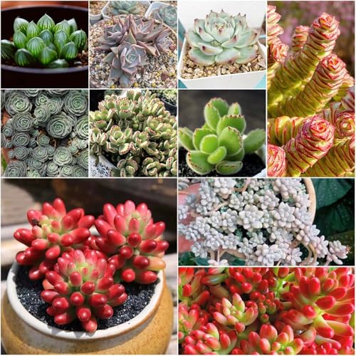 semillas suculentas - jardín camas elevadas para jardín - raras decorativas suculento semillas de bonsái de balcón perennes resistentes 50pcs