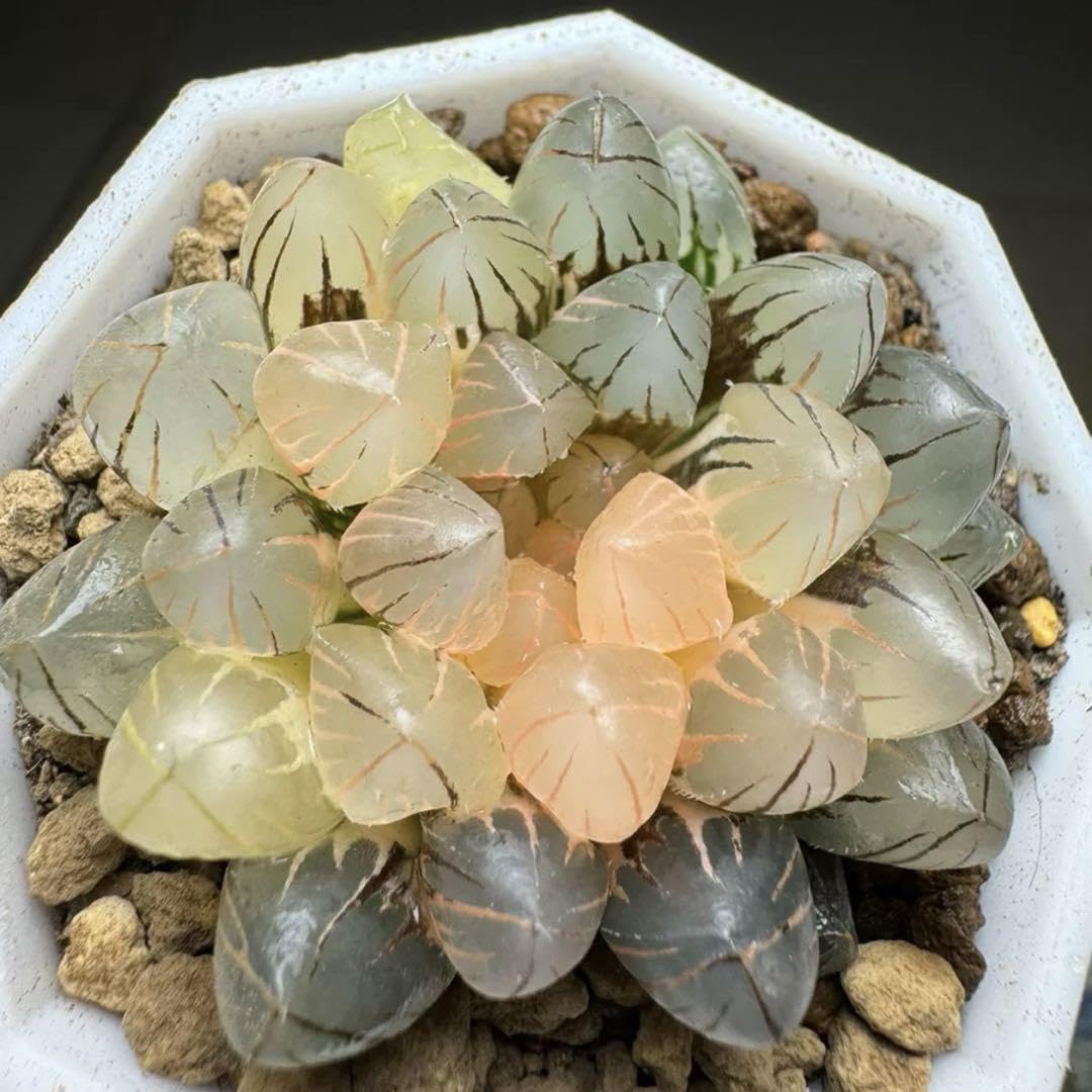 Amazon.co.jp: 多肉植物 ハオルチア OMブラックオブツーサ錦 ノリ斑