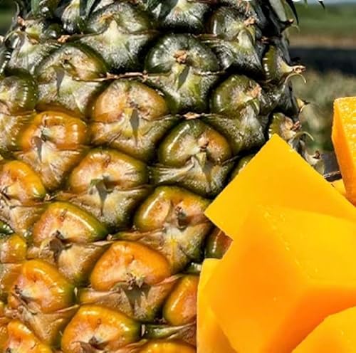 [2026年6月中旬以降お届け]島の美味しいを詰め込んだ、パイン&マンゴーのよくばりセット !