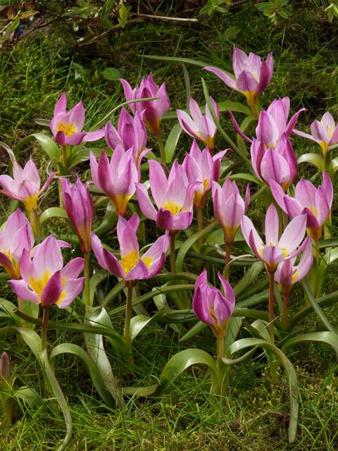 チューリップ球根➕さつまいもの葉っぱ チューリップ球根➕さつまいもの葉っぱ 楽天市場】斑入り