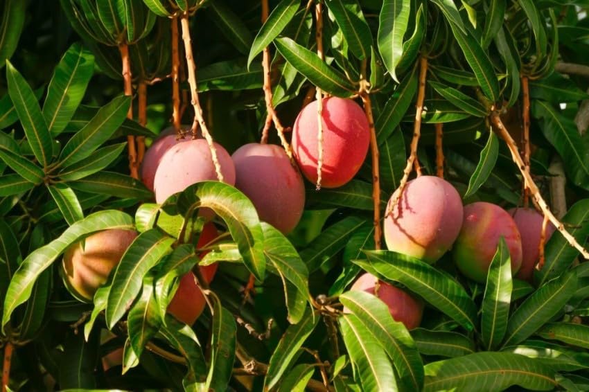 Image of Sindhri Mango Plant Hybrid 1 Healthy Live Plant (Grafted Plant, 2-3 Feet Height) PB 52