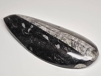 鑑賞石　化石 木石 炭化木 珪化木 1700万年前 木の化石 茨城県産 水石 鑑賞石