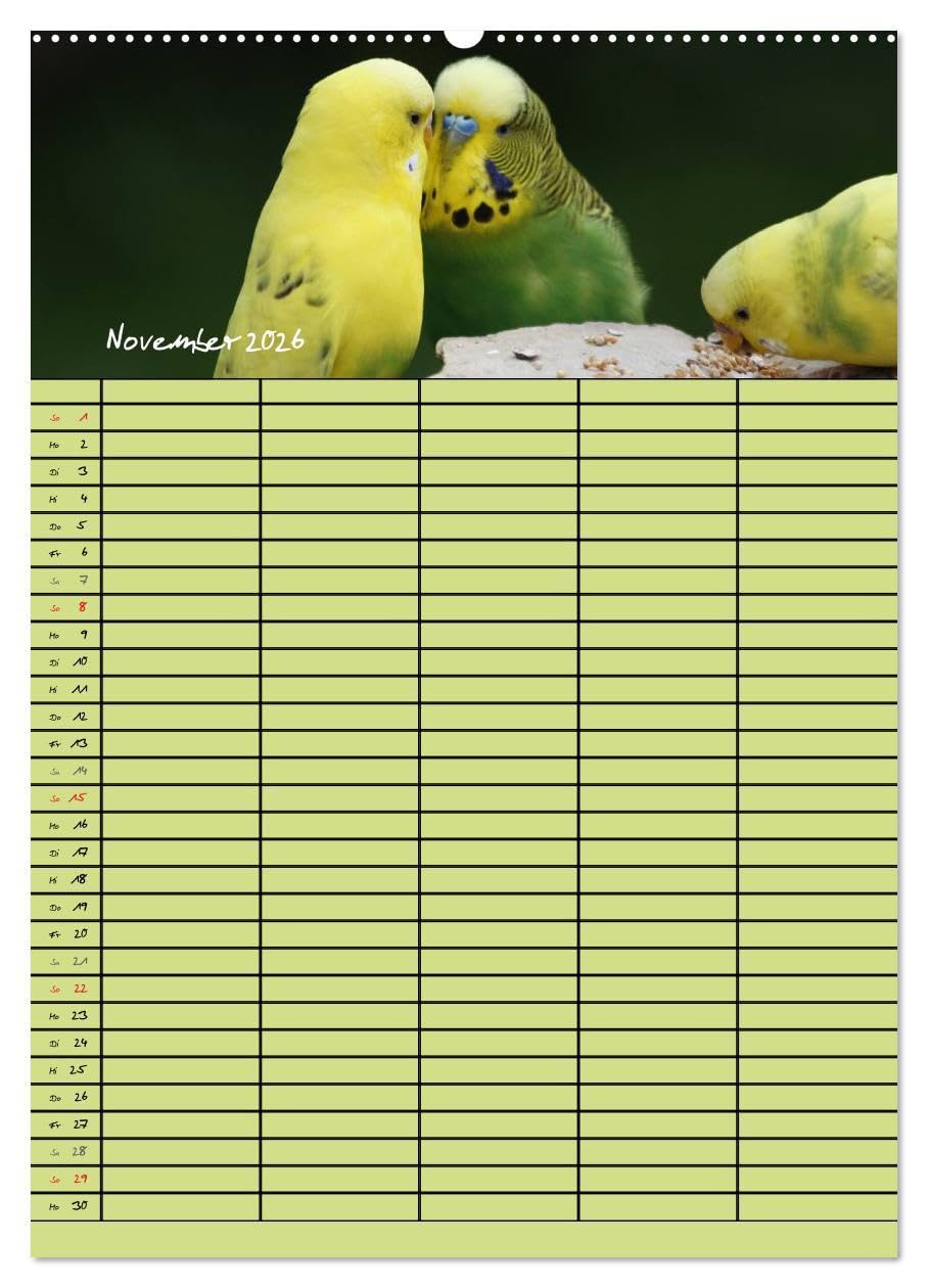 Der Wellensittich-Familienplaner (Wandkalender 2026 DIN A2 hoch), CALVENDO Monatskalender: Putzige Piepmätze (CALVENDO Tiere)
