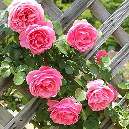 Amazon 白い木香バラ シロモッコウバラ ポット苗 花 Amazon 白い木香バラ シロモッコウバラ ポット苗 花