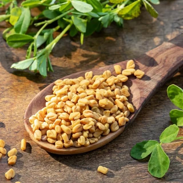 1.000 g Bockshornklee Saat Bockshornkleesamen original indisch natürlich vom-Achterhof