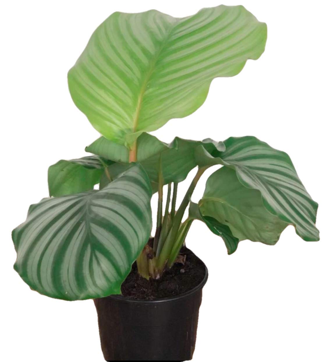 The Four Seasons Calathea Orbifolia | Rare Variety Natural Live Plant in Pot (B07XXC1VM7) Amazon Price History, Amazon Price Tracker