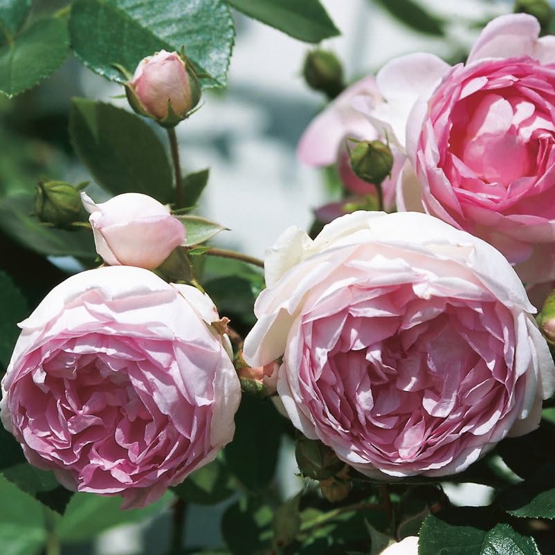 Kletterrose „Jasmina" (Premium) - violett-rosa blühende Topfrose im 6 L Topf - frisch aus der Gärtnerei - Pflanzen-Kölle Gartenrose