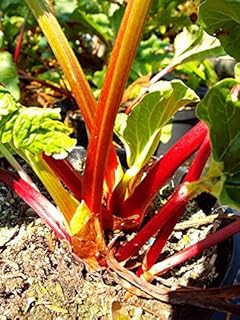 Holsteiner Blut Rhabarber, rot, Rhabarberpflanze, Busch, Rheum raponticum, Obststaude winterhart, im Topf, 30 cm
