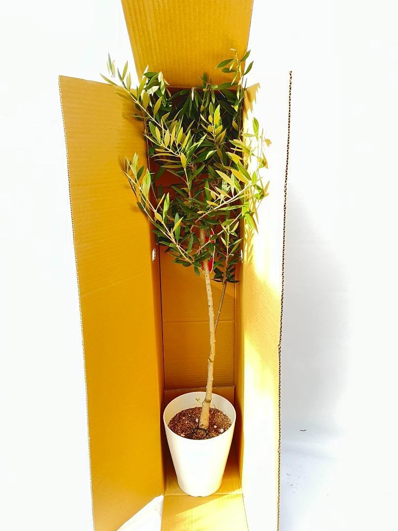 Amazon.co.jp: オリーブの木 タラスコア 6号 約100cm K-123 品種 一点