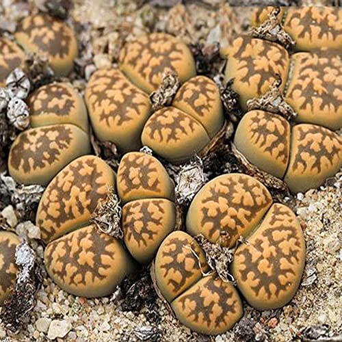 Brown -Yellow Dragon Pattern Amber Mini Size Lithops Rare Lithops Meyeri Small Succulent Plants Live Cute Exotic Desk Succulent Plants For Office Mini Potted Unique Gift. #TOP7