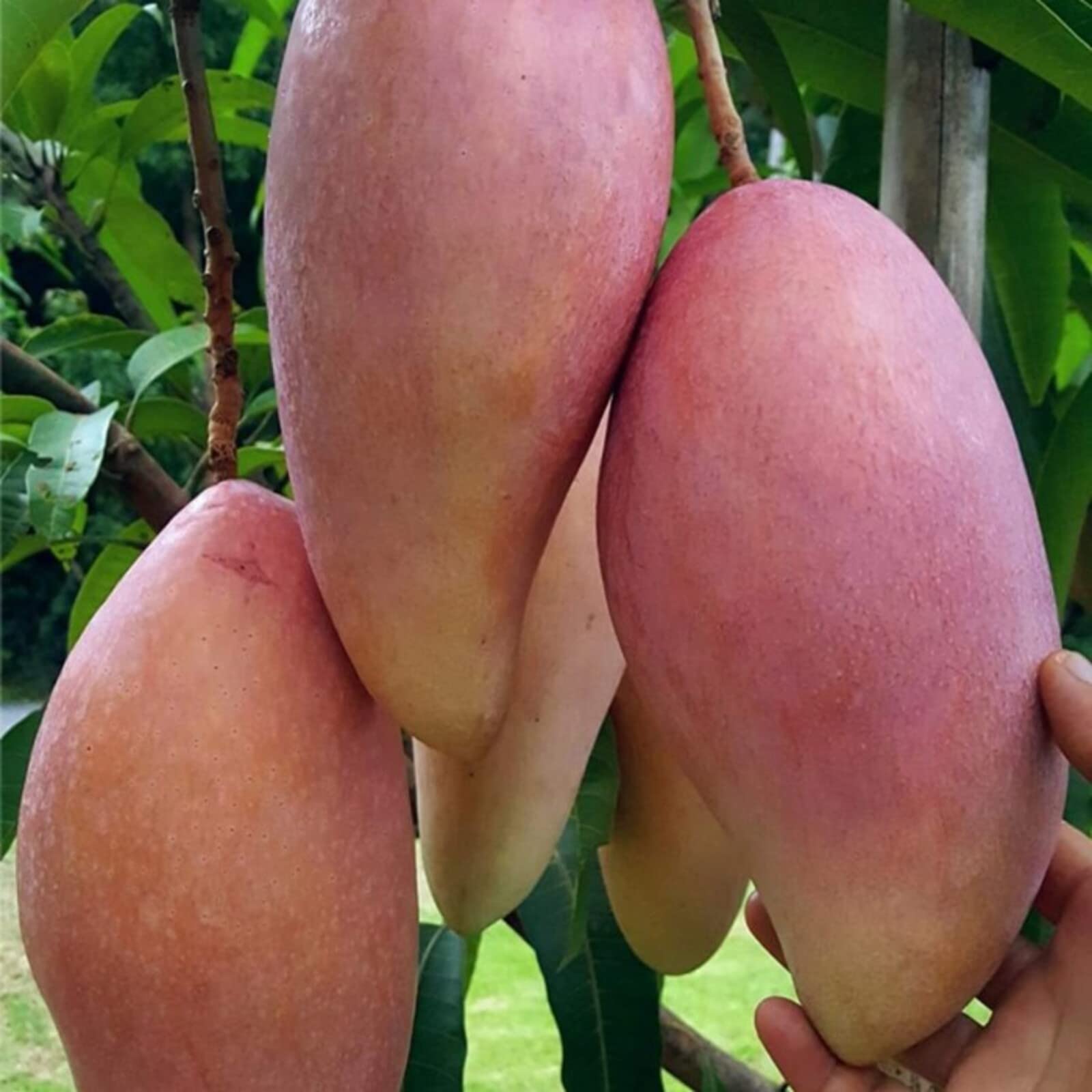 ONLINE PLANT BAZAR JAPANESE ALLTIME MANGO GRAFTED LIVE PLANT (B0BWWHHSXX) Amazon Price History, Amazon Price Tracker