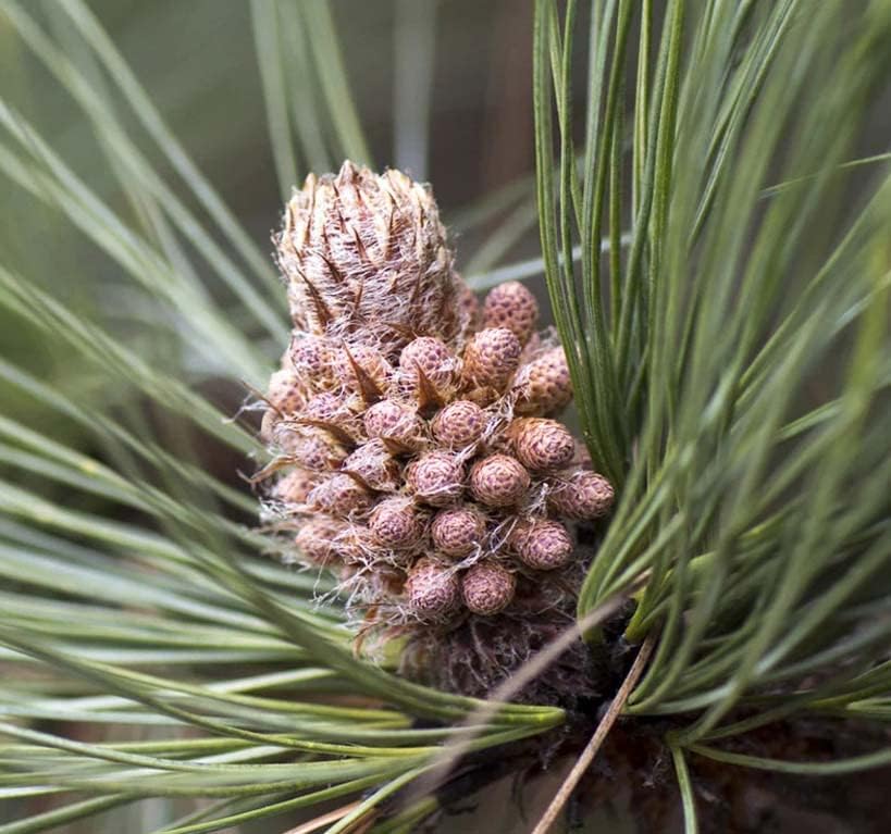 Pinus pseudostrobus (Smooth-bark Mexican Pine) Tree Seed, glaucous-Green Needles, Ovoid Brown Cones, You Choose The Quantity (5 Packs)