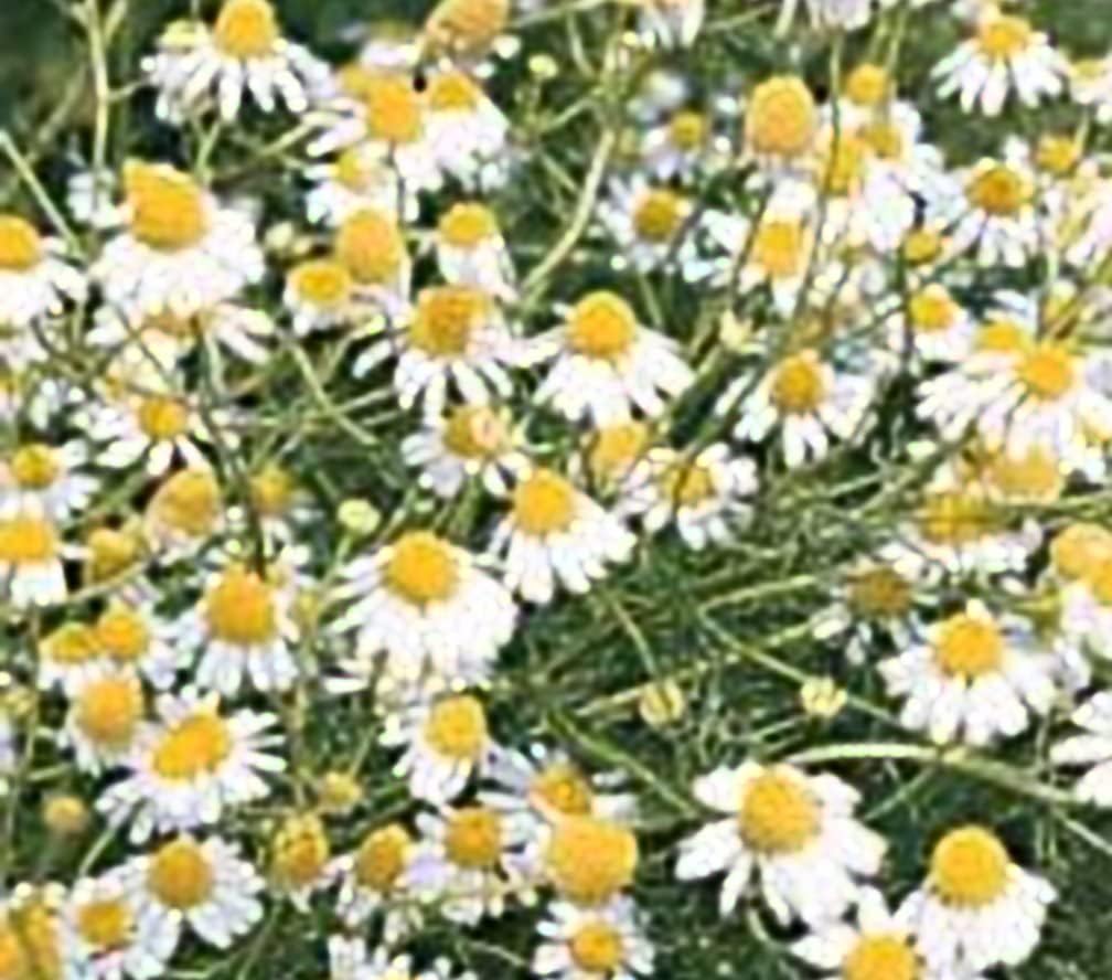 Chamomile German Great Garden Herb By Seed Kingdom (1/4 LB Seeds)