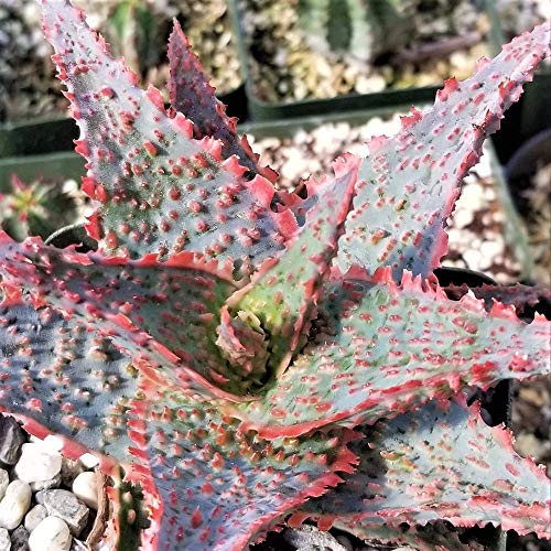 Aloe Ae Oik Succulent Plant - 3.5 Inch Pot (1 Plant) #TOP23