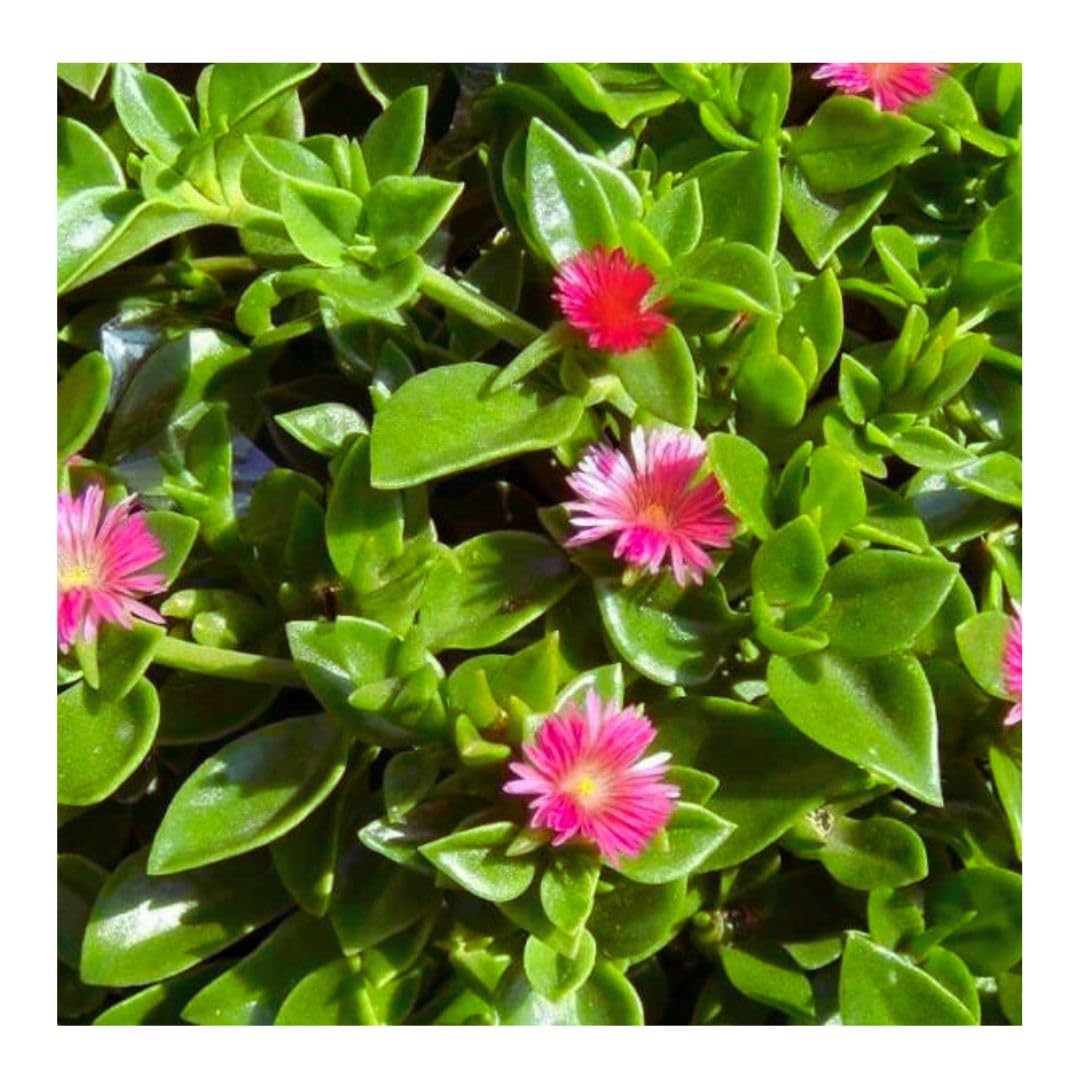 Baby Sunrose Plant - Live Succulent - Aptenia Cordifolia - Vibrant Foliage and Delicate Blooms - Indoor/Outdoor Gardening (B0CMZN4RFC) Amazon Price History, Amazon Price Tracker