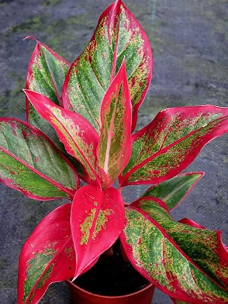Red aglaonema live plant, Indoor pink-reddish plant leaf pack of 1 big plant-image-43