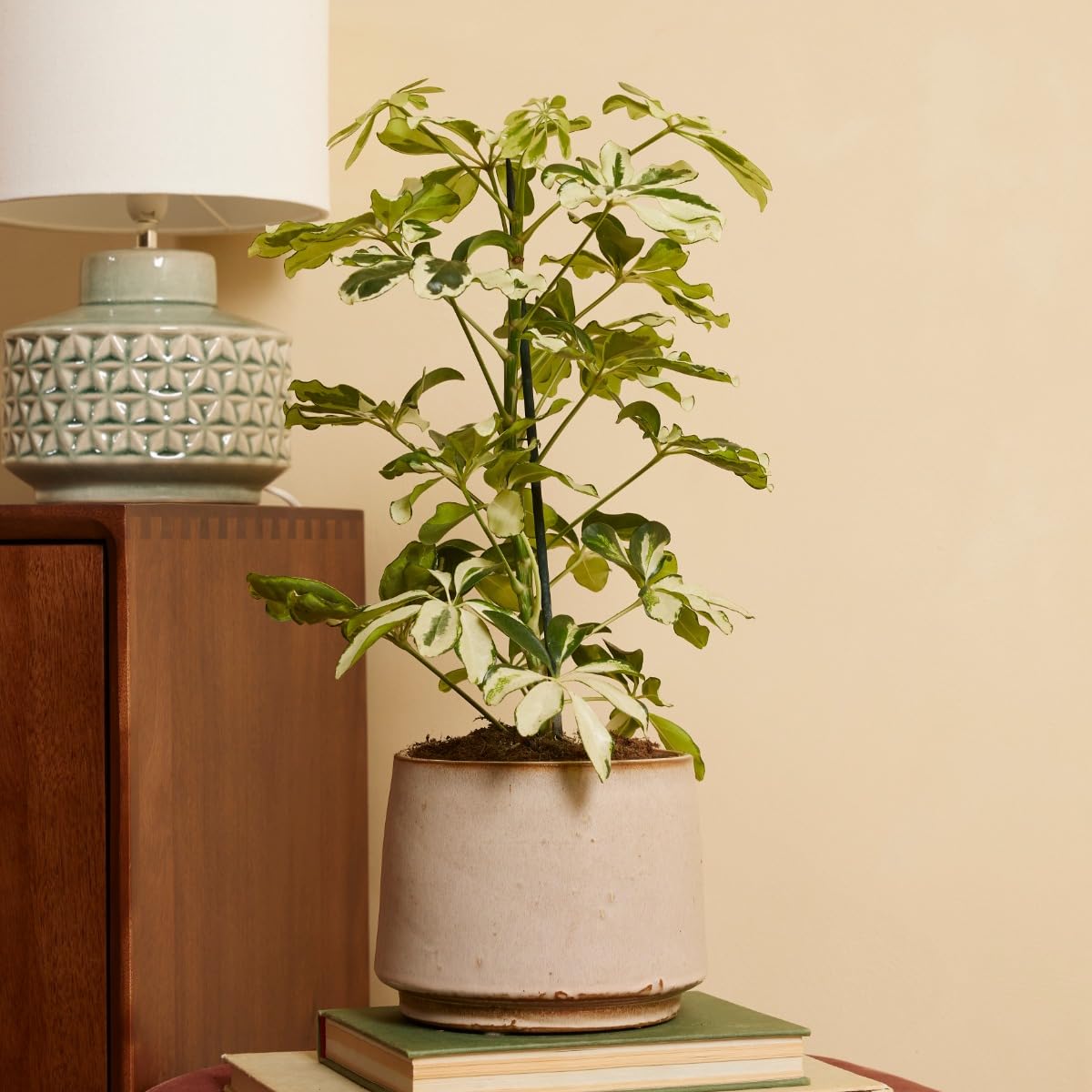 Schefflera Charlotte (Albero Ombrello) - Pianta Da Interno Con Foglie Variegate - Vaso 17cm - 5