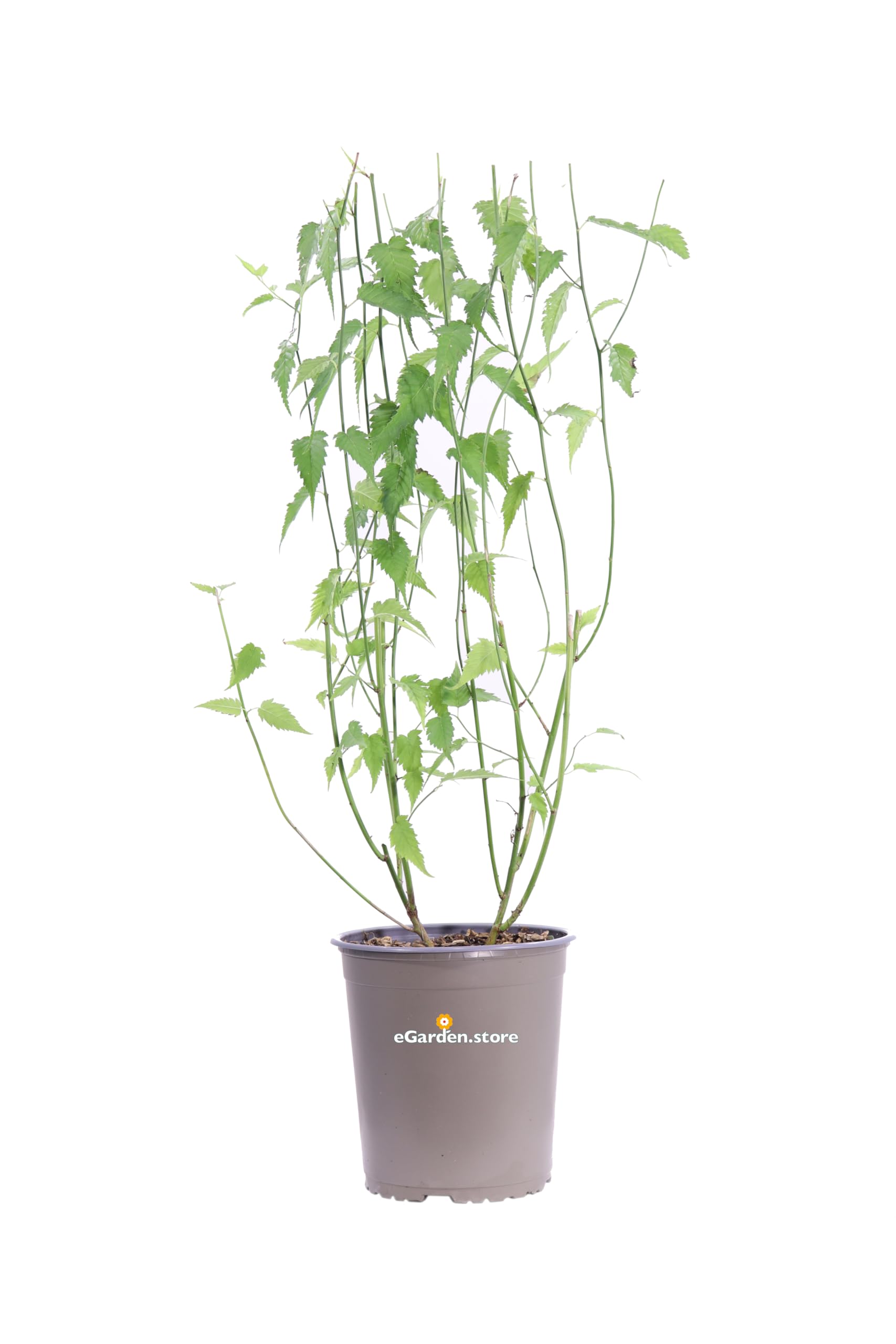 Pianta di Kerria Japonica Pleniflora Pianta di Rosa Giapponese pianta da esterno pianta da fiore giallo pianta ornamentale cespuglio di Kerria pianta vera venduta da eGarden.store