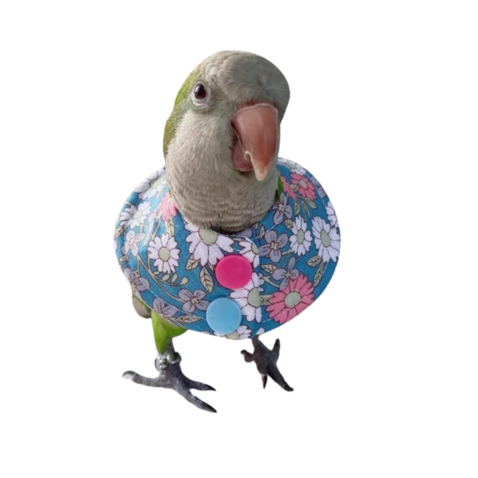 Bird Collar - Anti-Bite Elizabethan Recovery Cone Feather Plucking Protector Skin-Friendly Neckwear for Parakeets Conures Cockatiels Lovebirds Budgies Cockatoos African Grey Random Color (S)